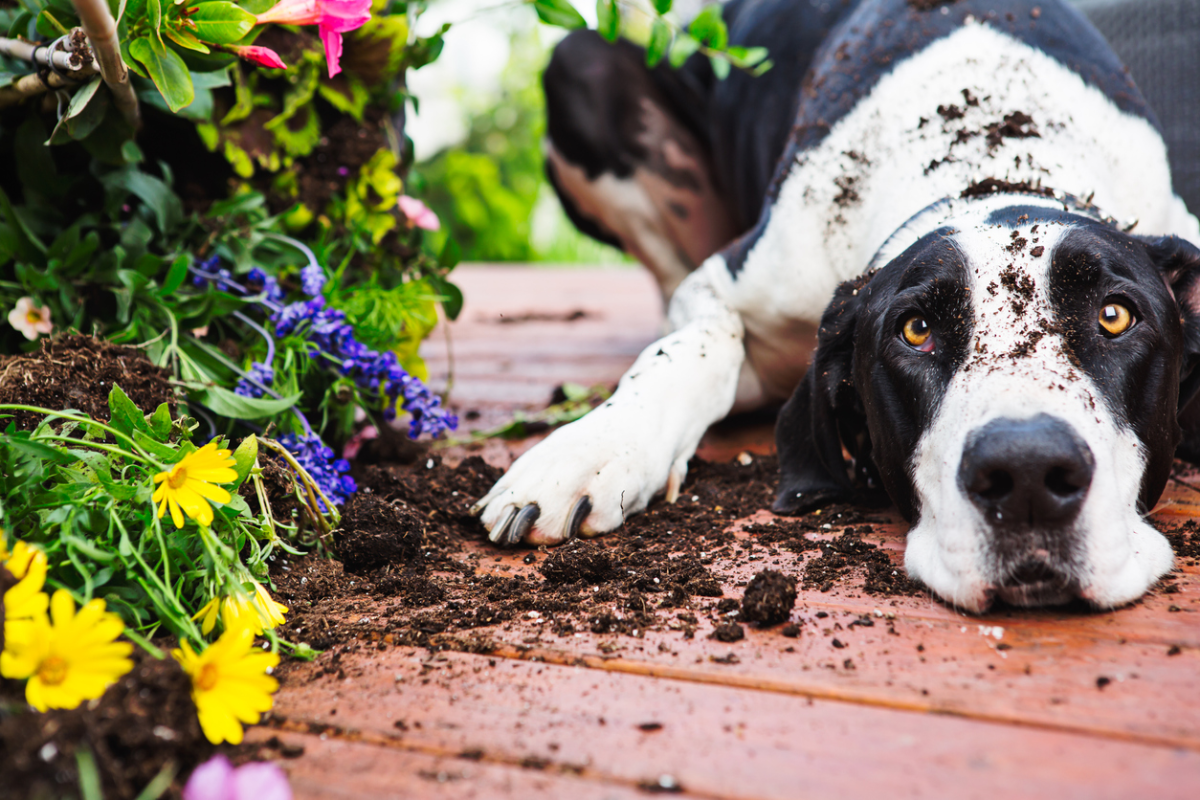 hund gräbt im garten