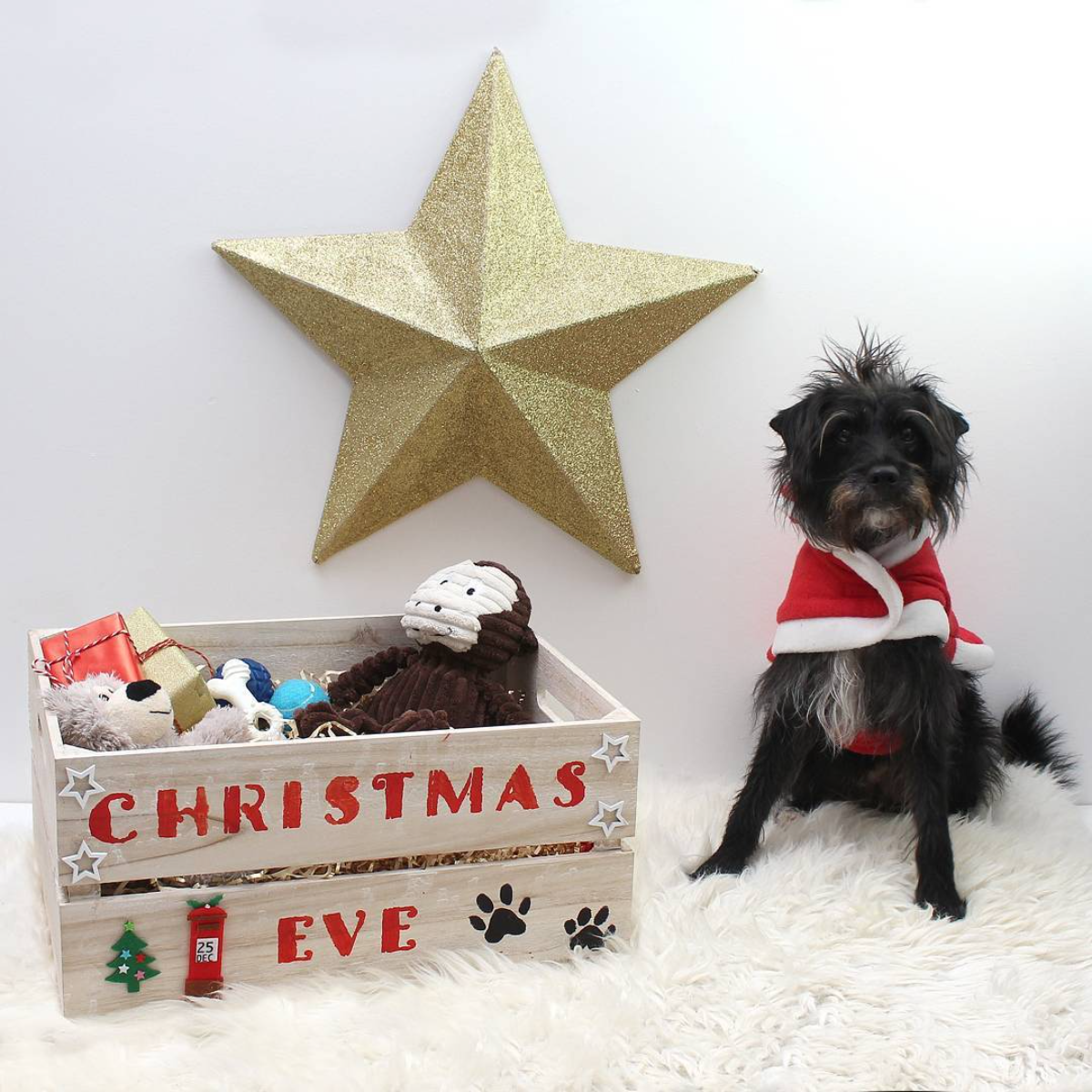 hund neben weihnachtsbox