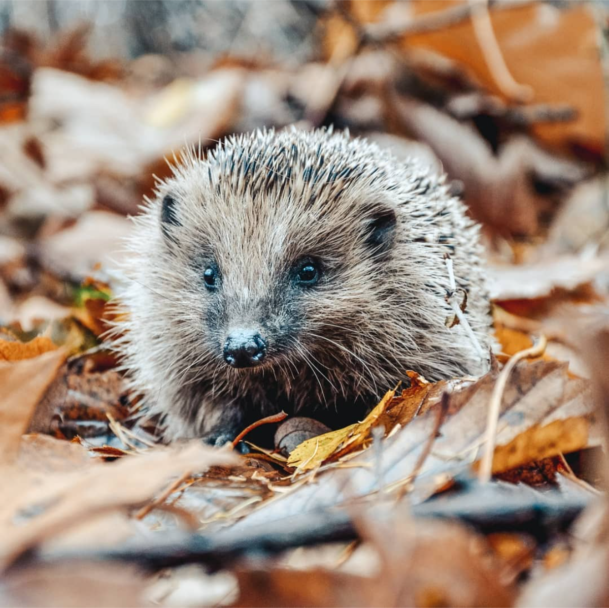 igel im garten