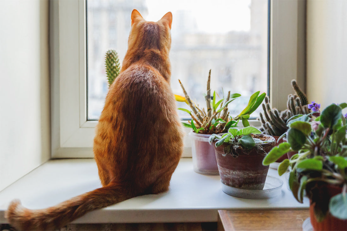 kalanchoe blossfeldiana giftig für katzen