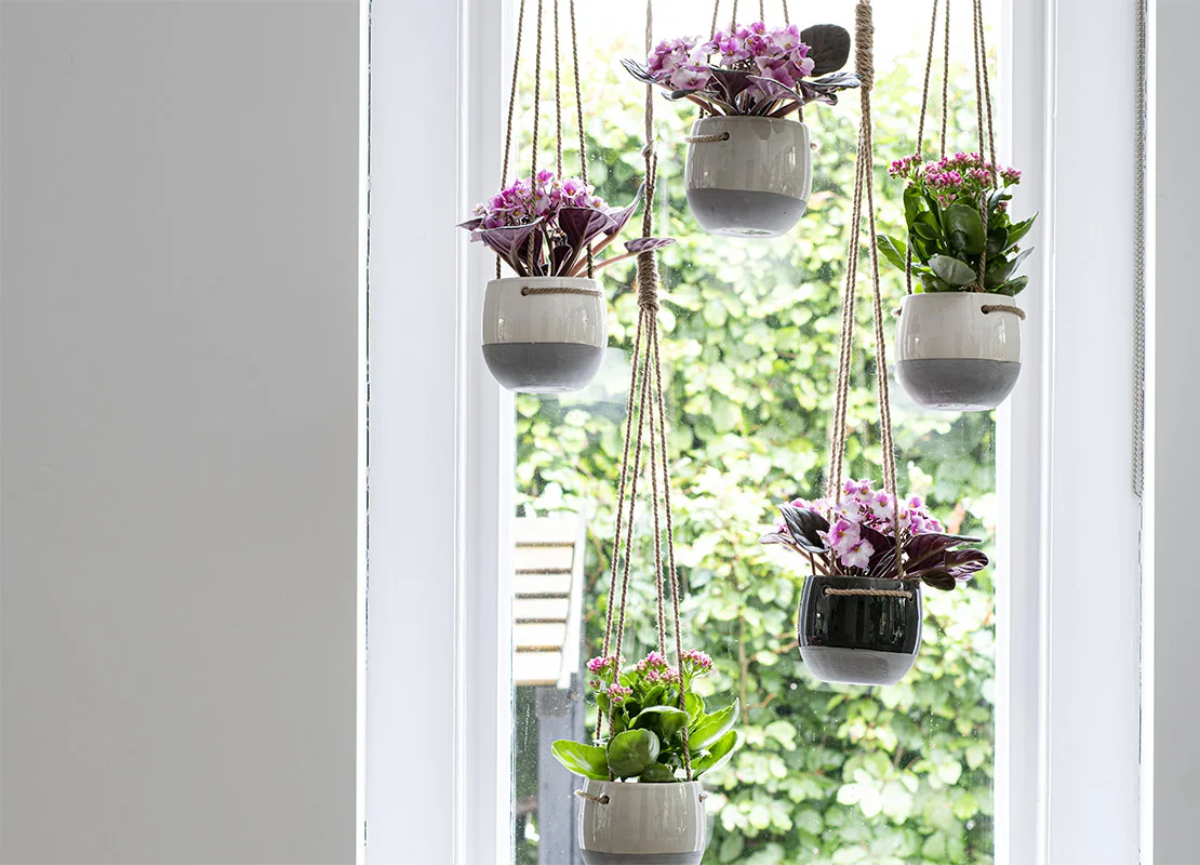 kalanchoe hängt neben dem fenster