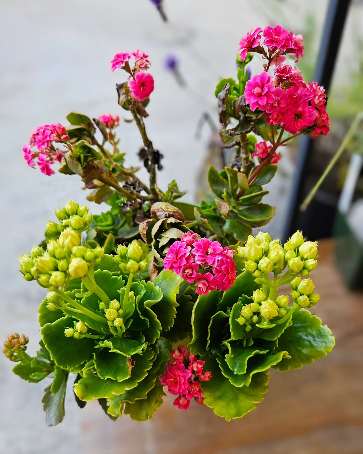 kalanchoe