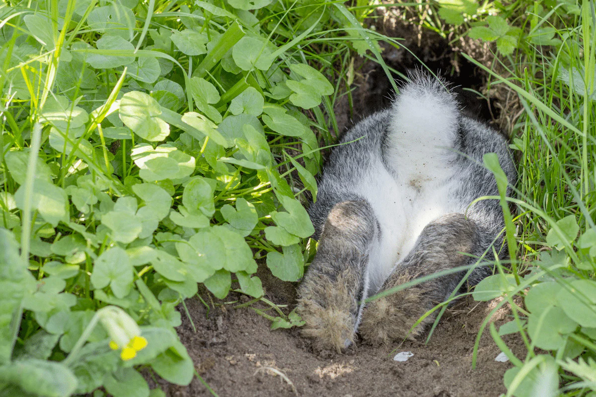 kaninchen gräbt loch im garten