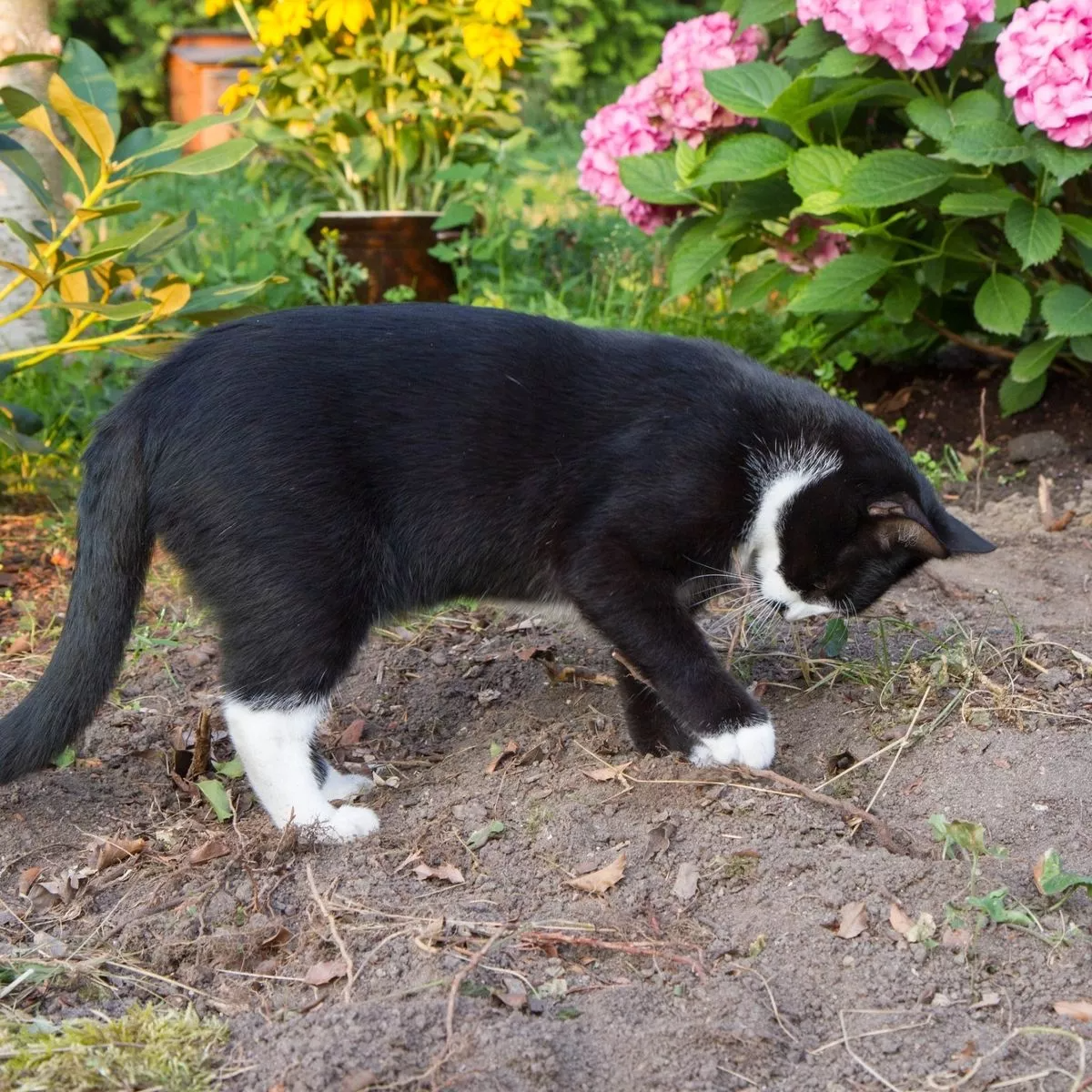 katze gräbt im garten