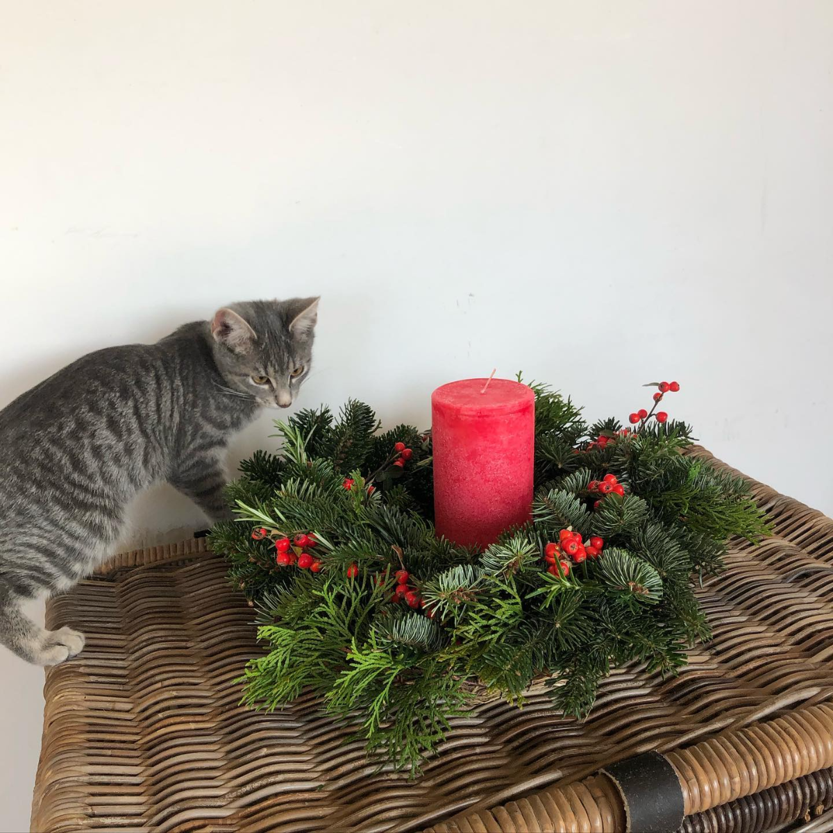 katze neben frischem grünen adventskranz