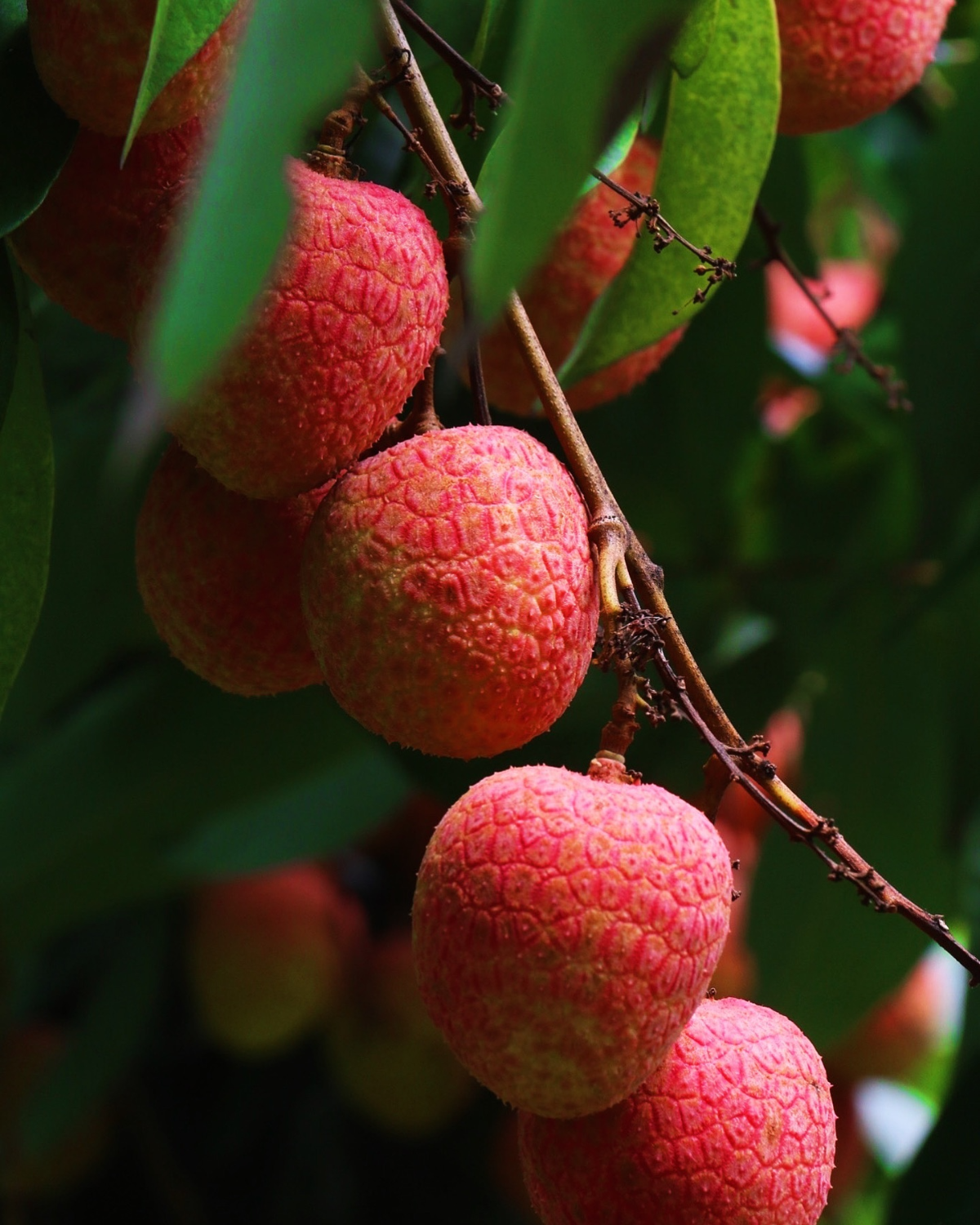 litschi früchte, die an einem baum hängen