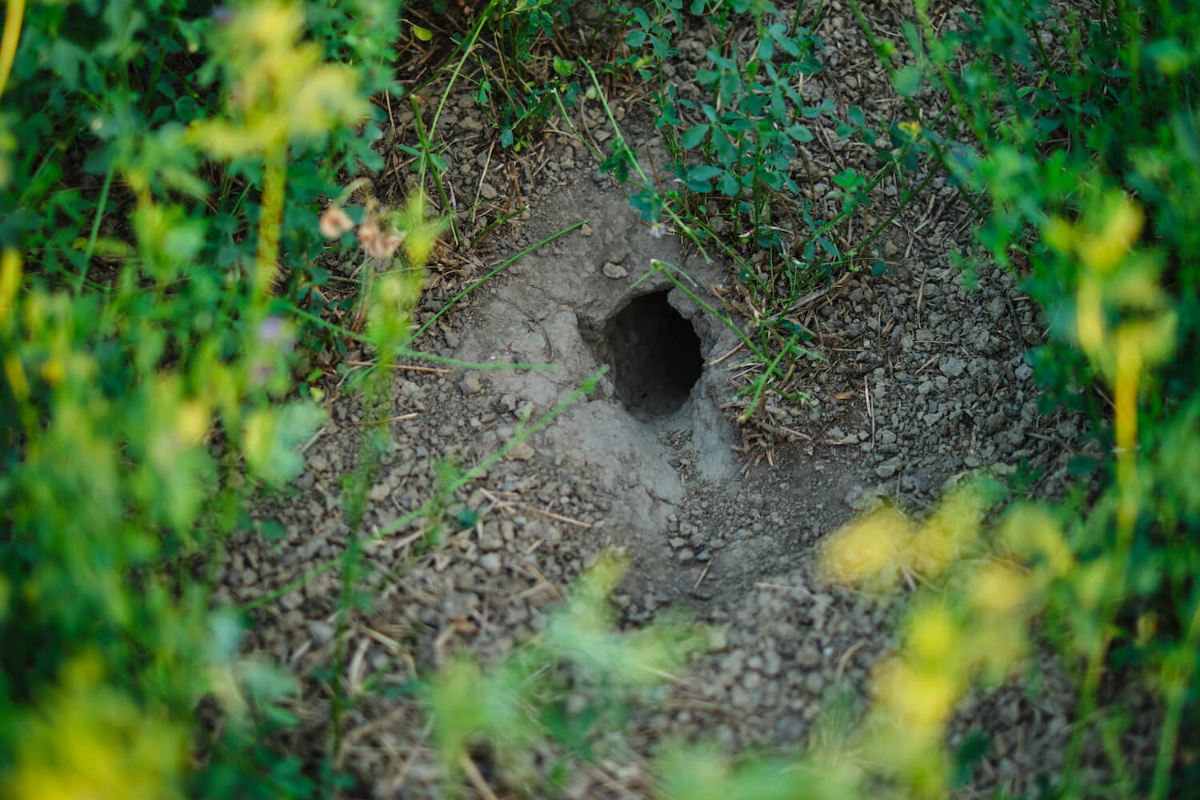 löcher im garten welches tier