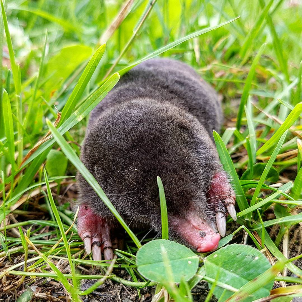 maulwurf im garten