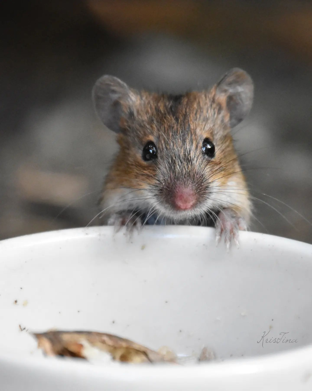 maus im garten