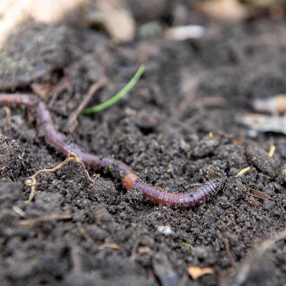 regenwürmer im garten