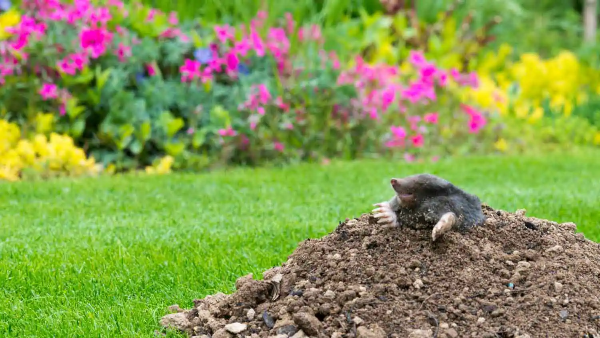 tier gräbt löcher im garten