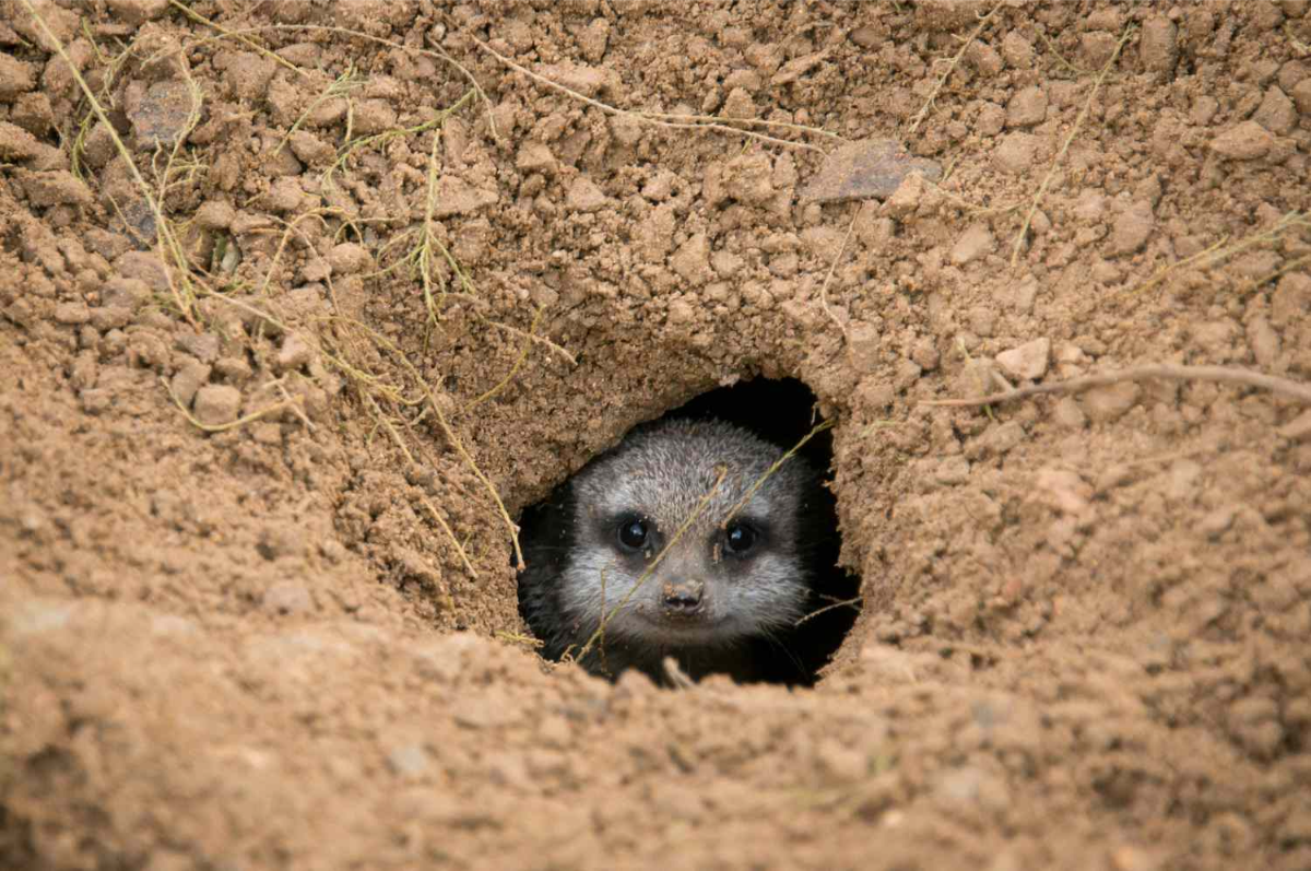 tier versteckt sich in loch in garden