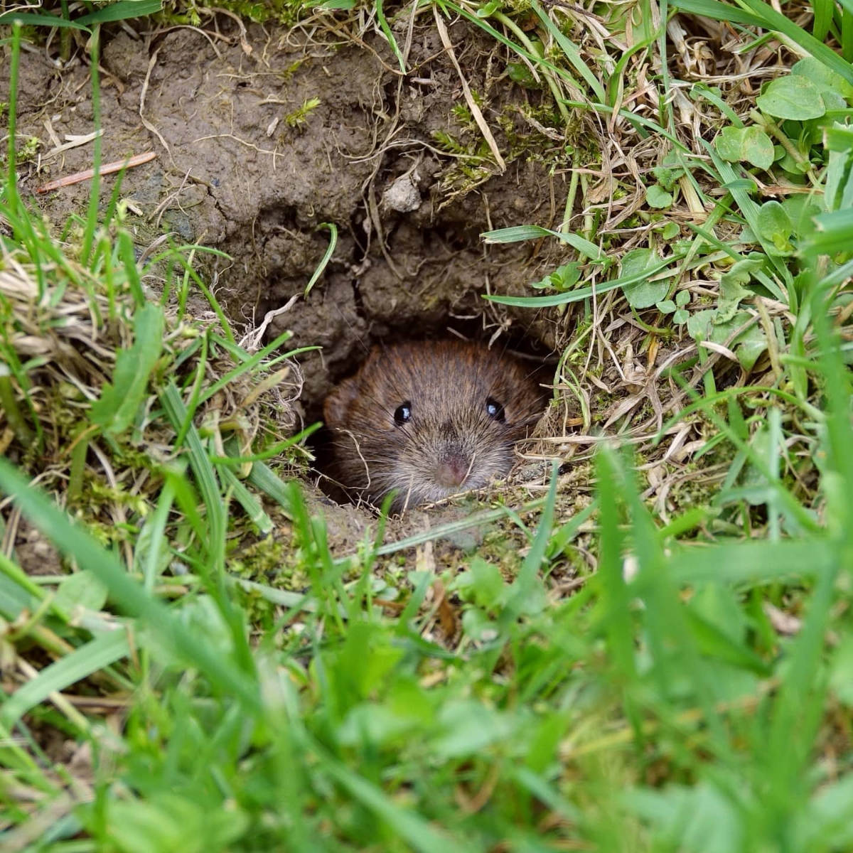 wühlmaus im garten