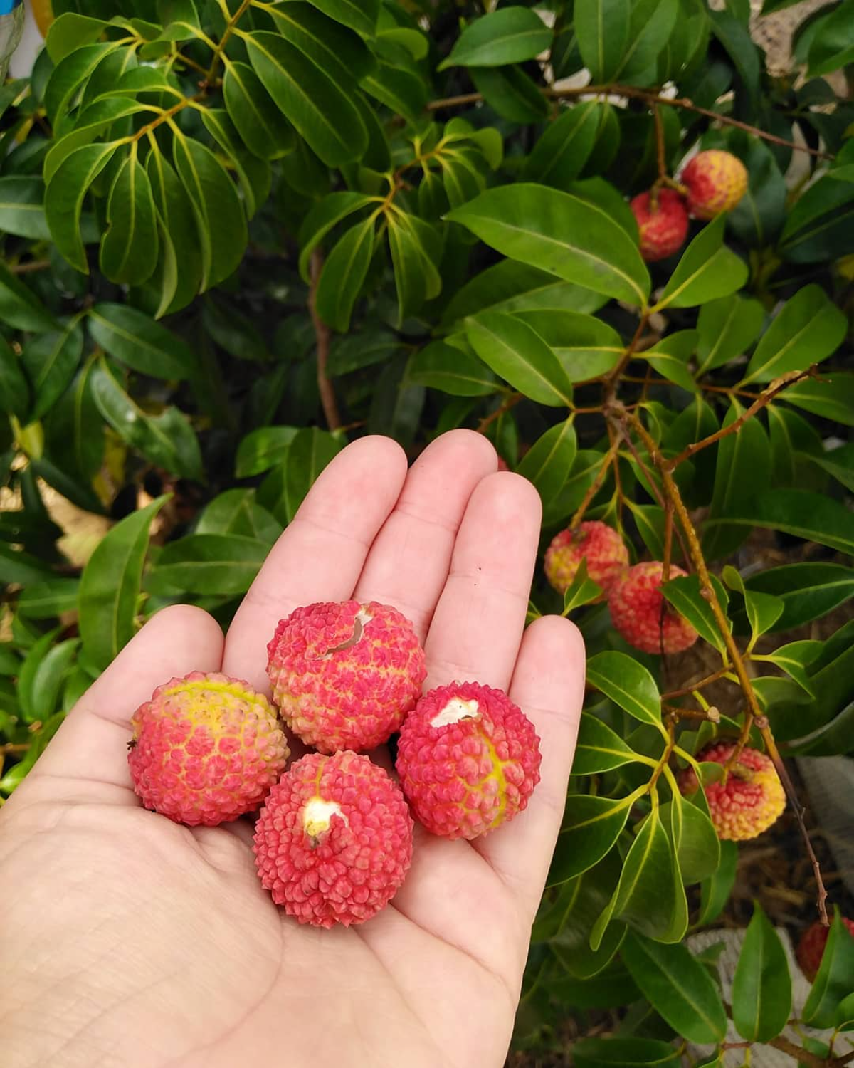 hält litschi früchte in der hand