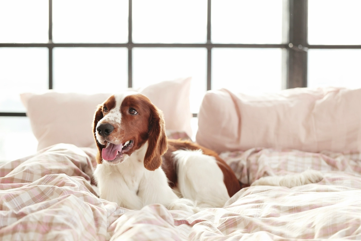 hund der auf dem bett liegt