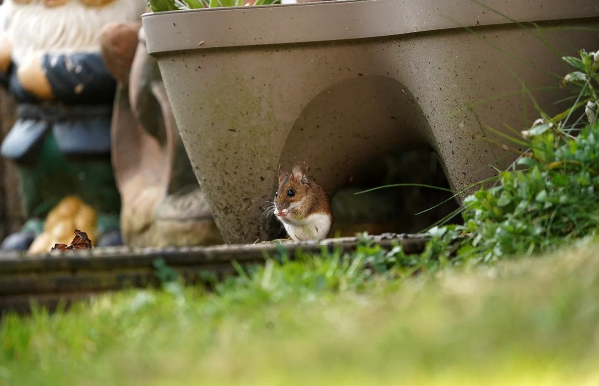 kleine maus im garten