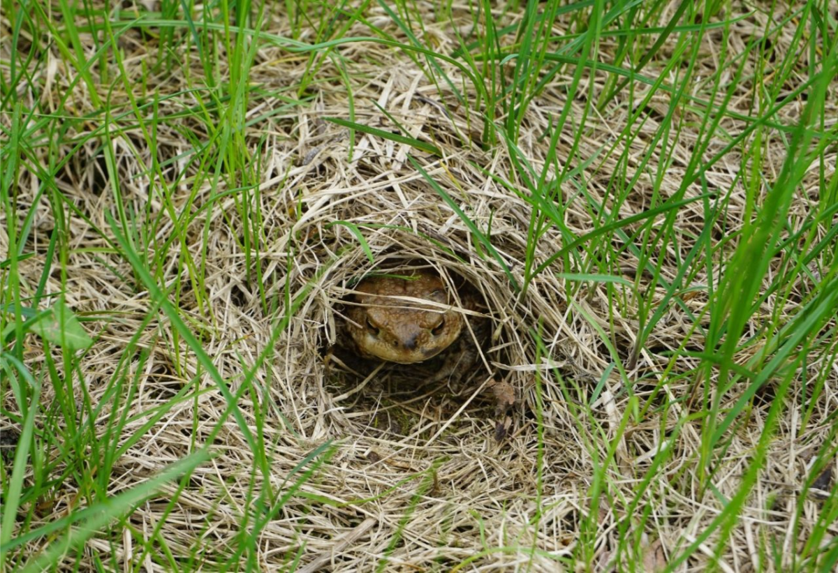 kröten im garten loch