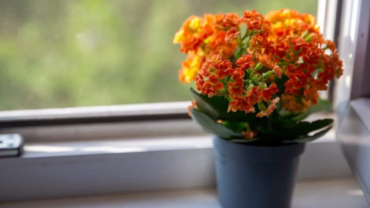 orangefarbene kalanchoe