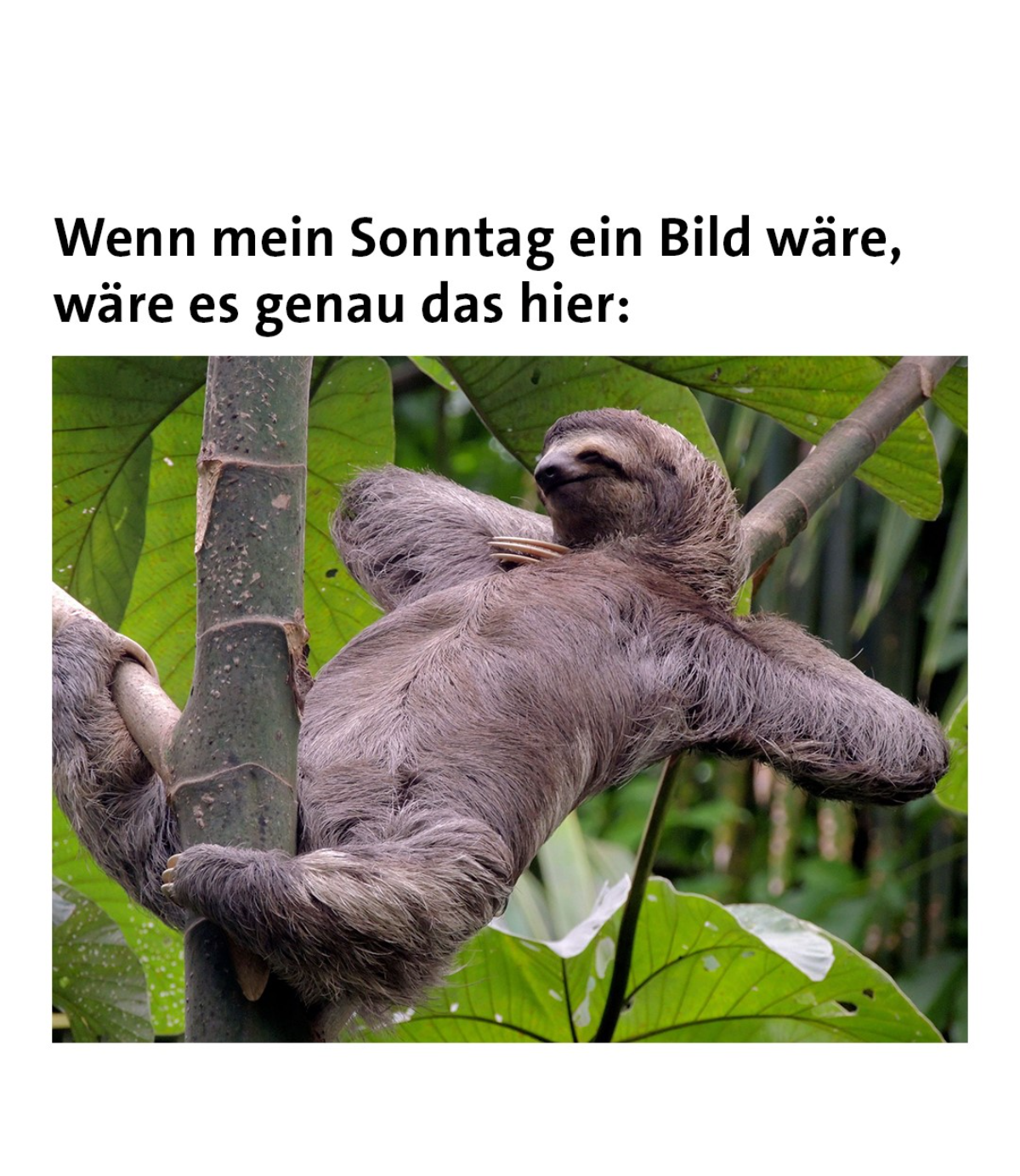 lustige bilder zum sonntag faultier