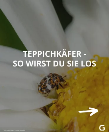 wie teppichkäfer loswerden mit hausmitteln