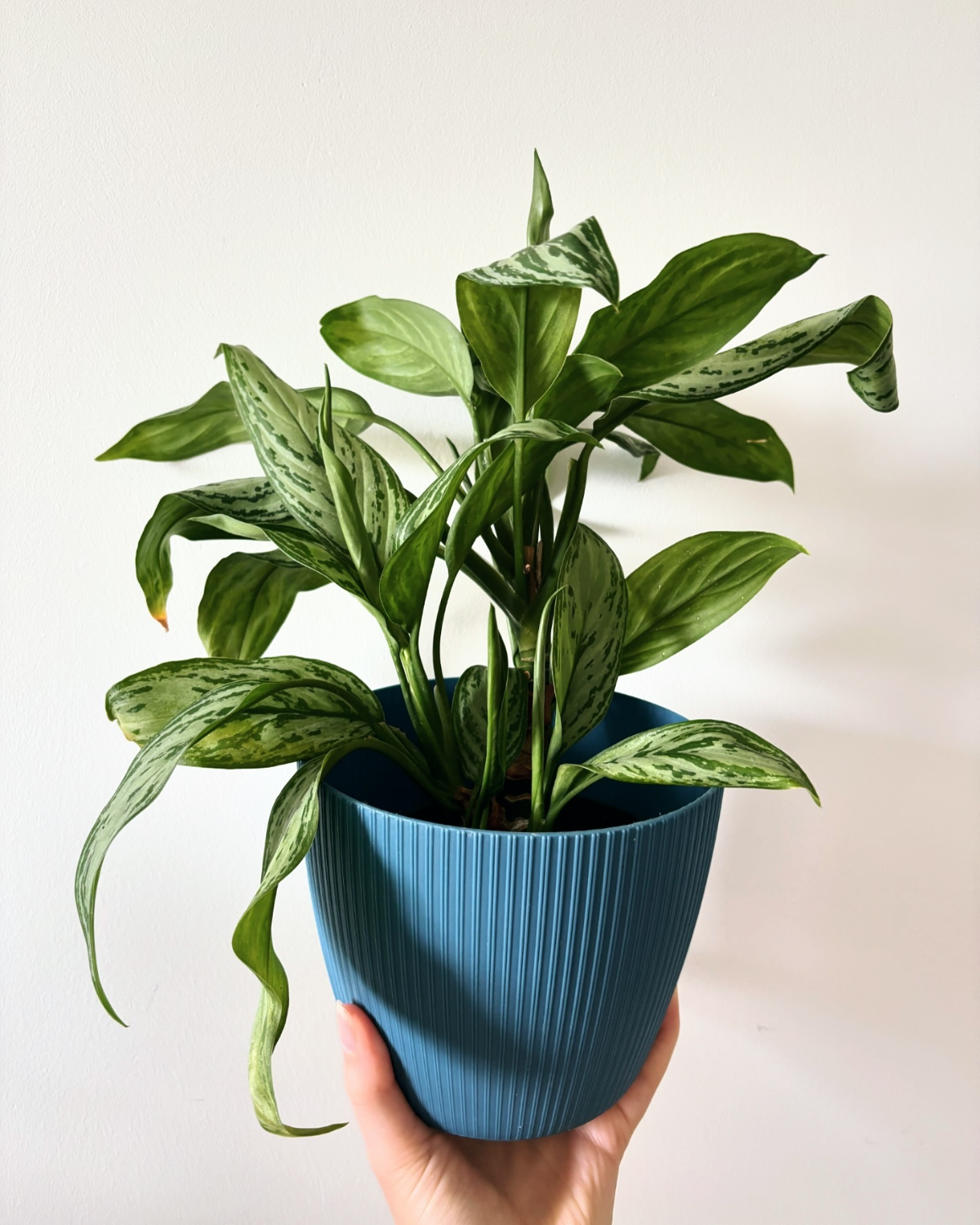 aglaonema fuer badezimmer