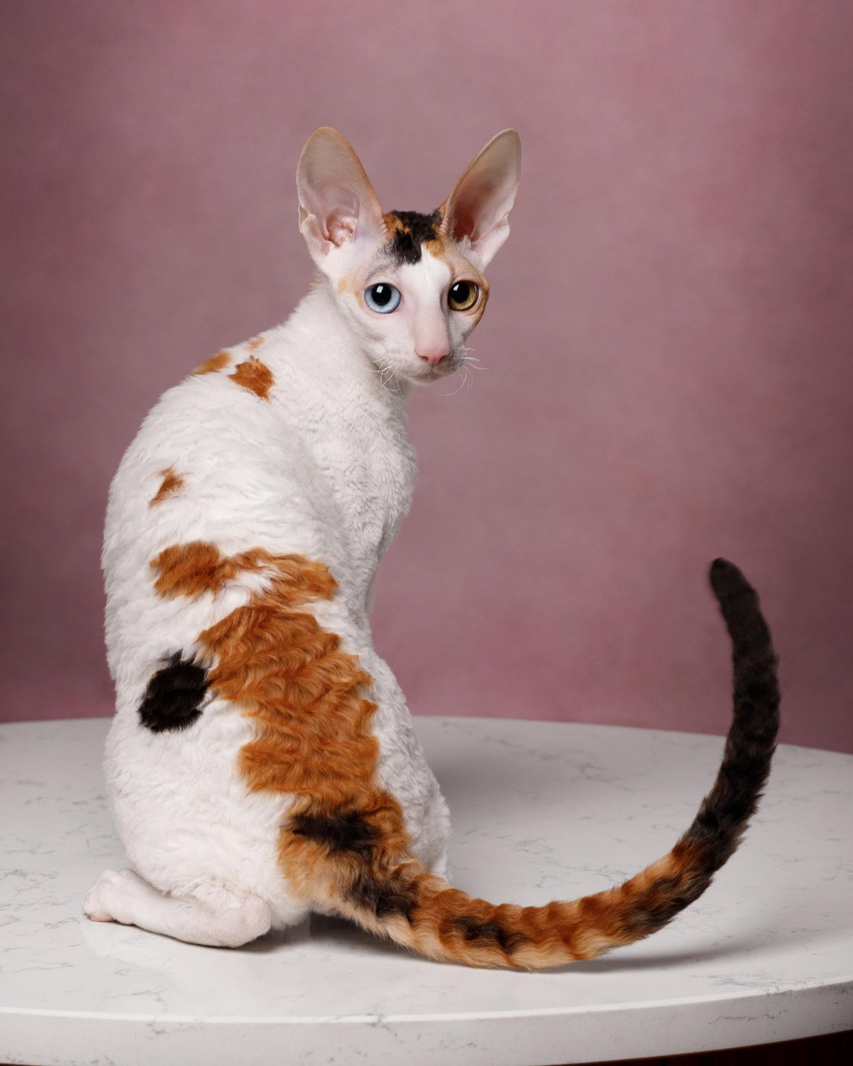 cornish rex für allergiker