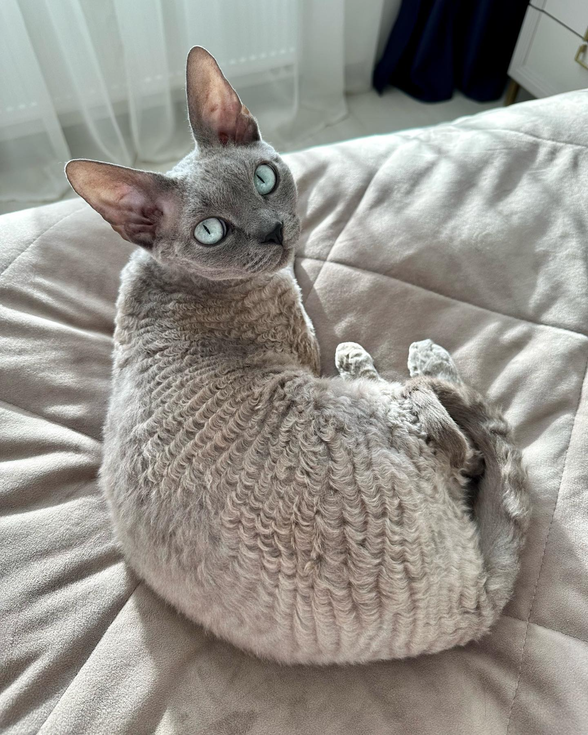 devon rex für allergiker