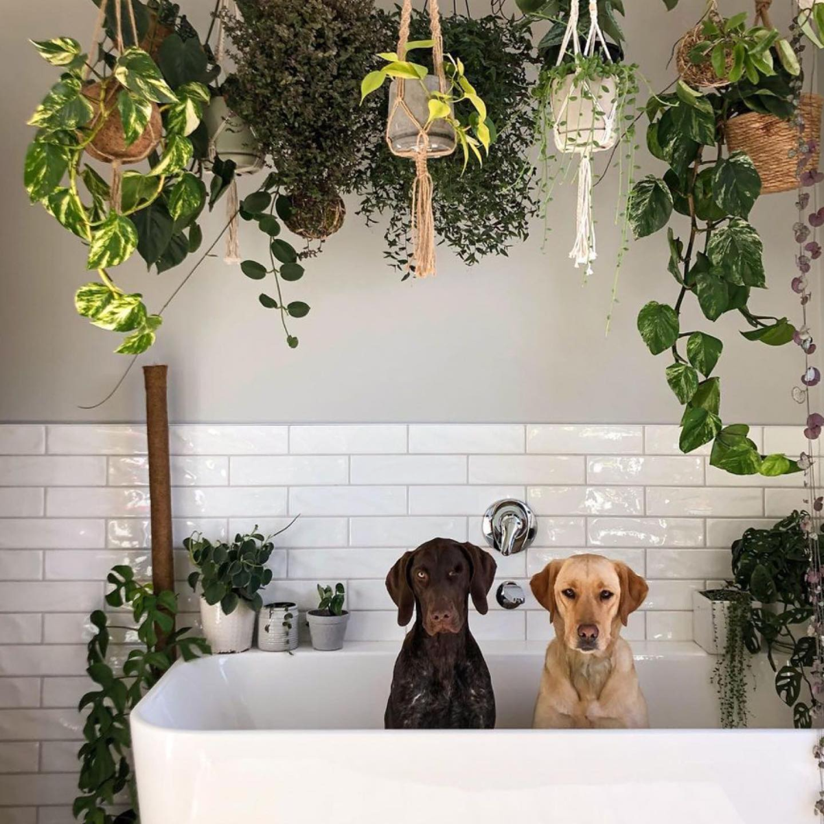 hunde in der badewanne unter einer menge von pflanzen