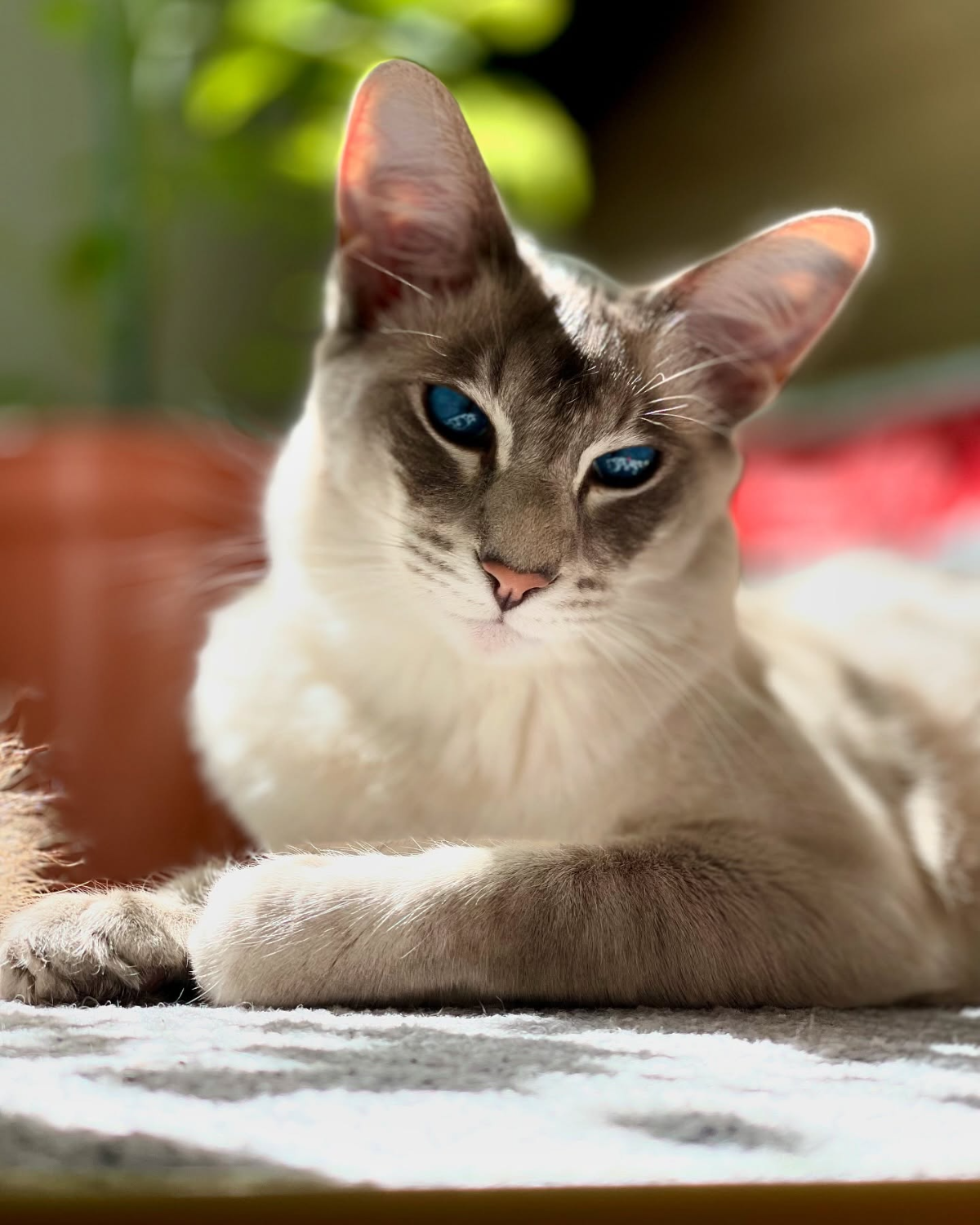 javanese katzen für allergiker