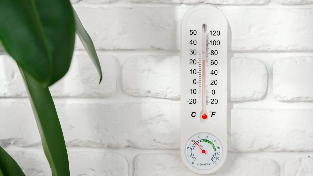 temperaturschwankungen zimmerpflanzen im winter