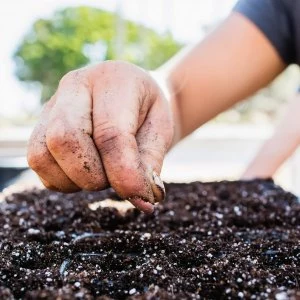 anzucht erde selber machen und sterilisieren anleitung coastalrootsfarm