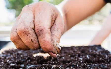 anzucht erde selber machen und sterilisieren anleitung coastalrootsfarm