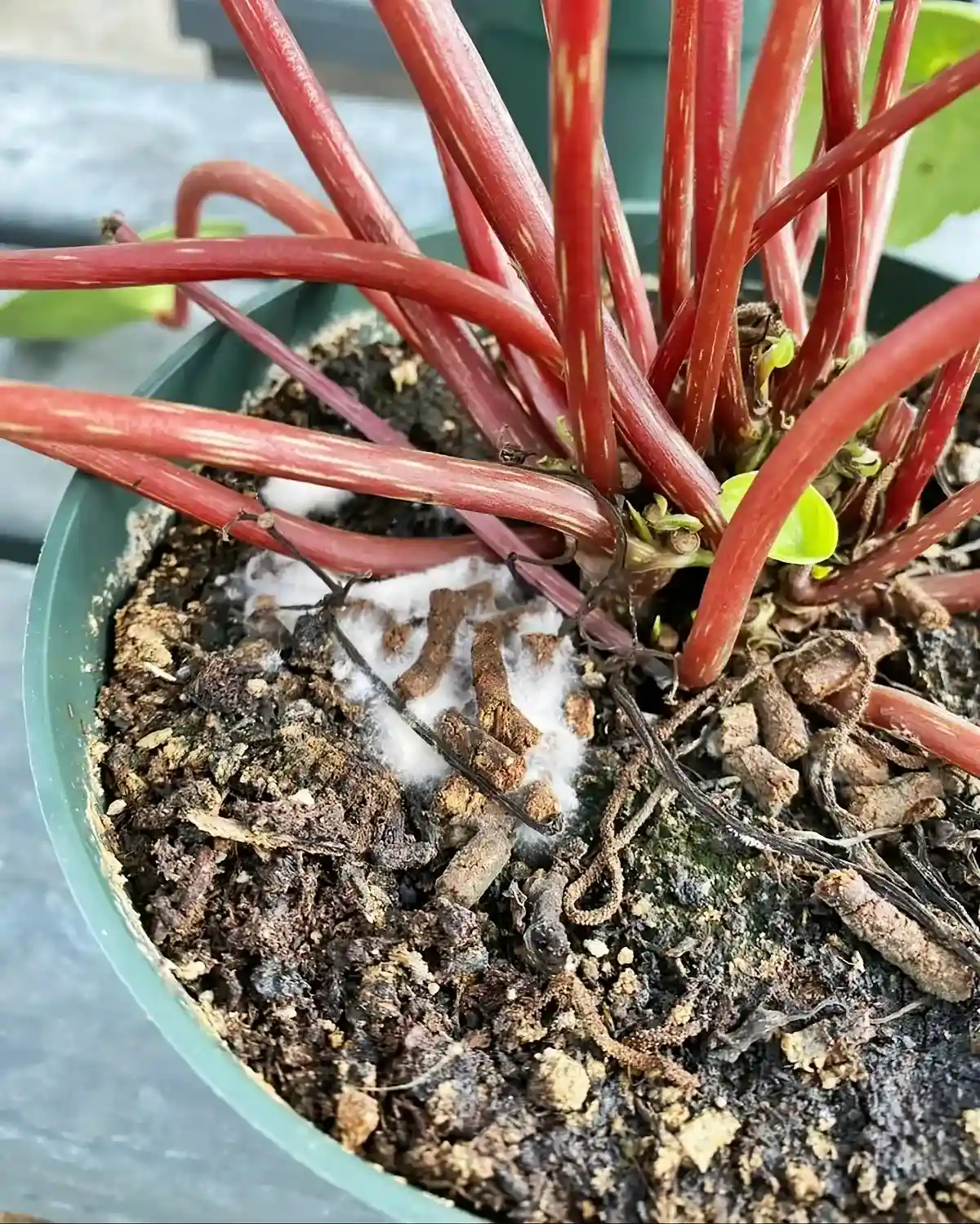 blumenerde schimmelt weisse modrige flecken auf blumenerde roundrockgardencenter