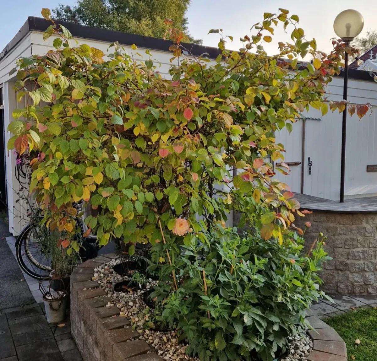 dekorative kletterpflanze im garten kiwi