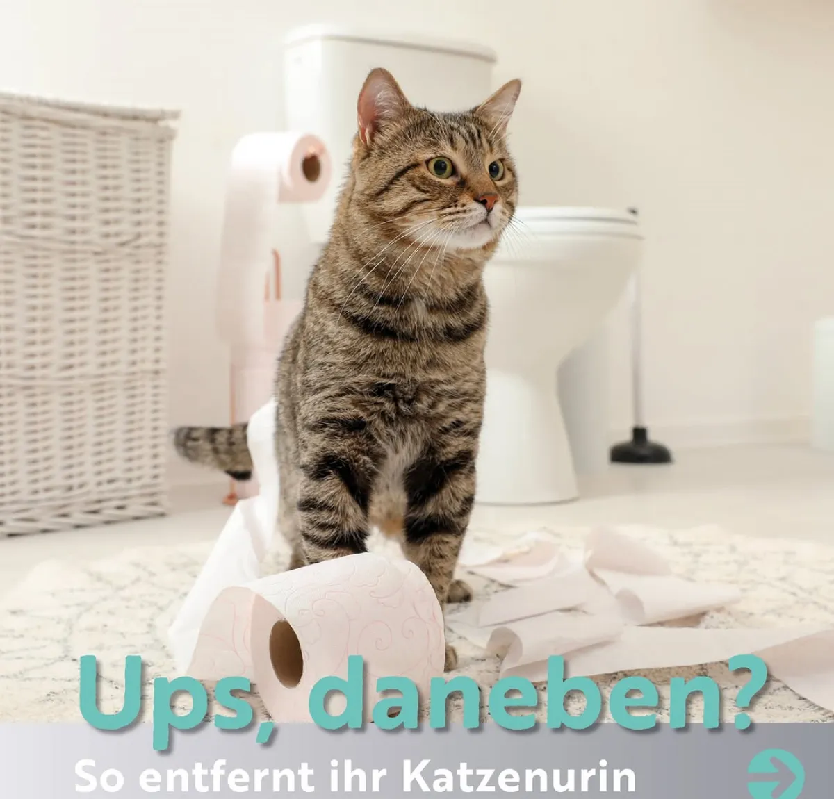 eingetrockneten katzenurin entfernen mit hausmitteln