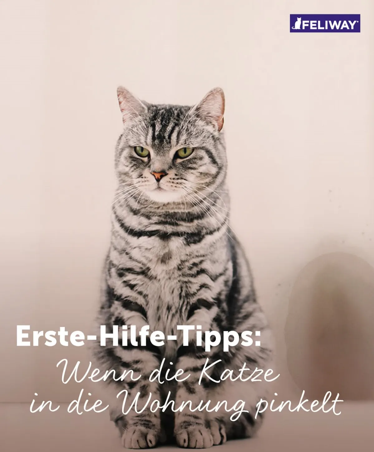 erste hilfe tipps wenn die katze in wohnung pinkelt