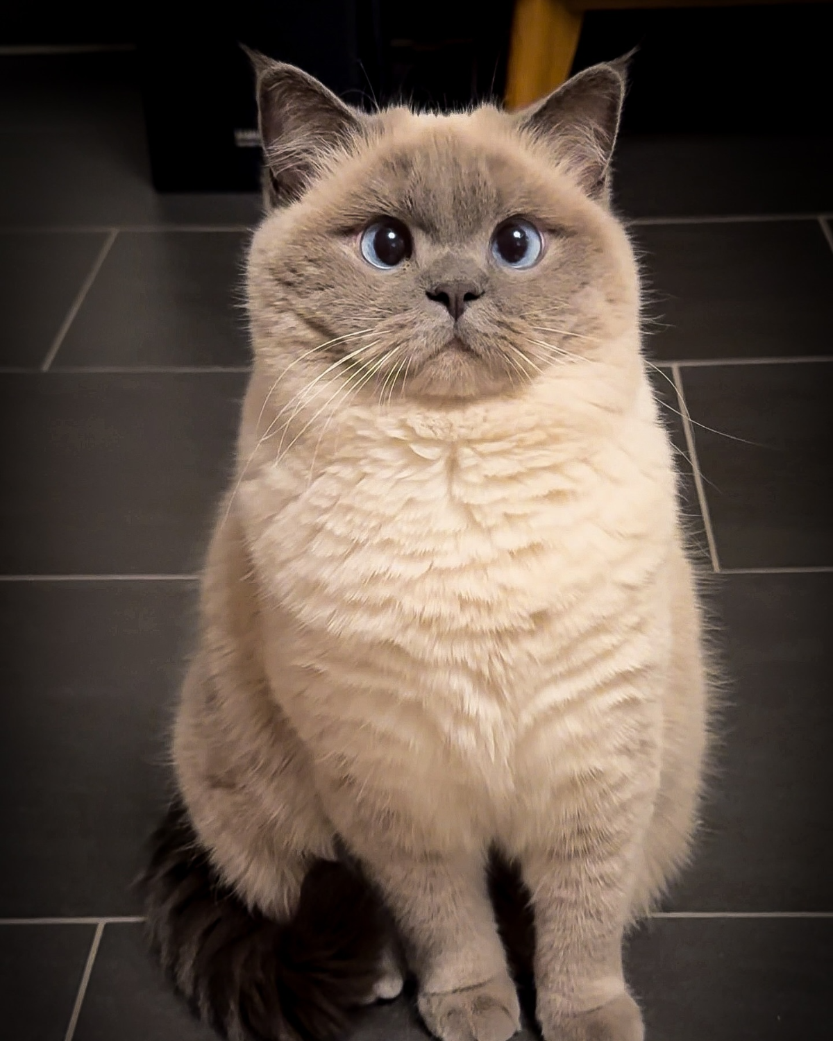 flauschige hypoallergene katze mit blauen augen