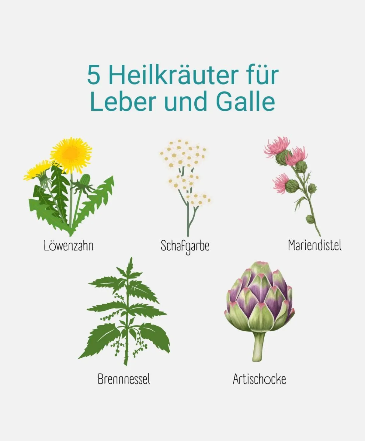 fünf heilkräuter für leber und galle