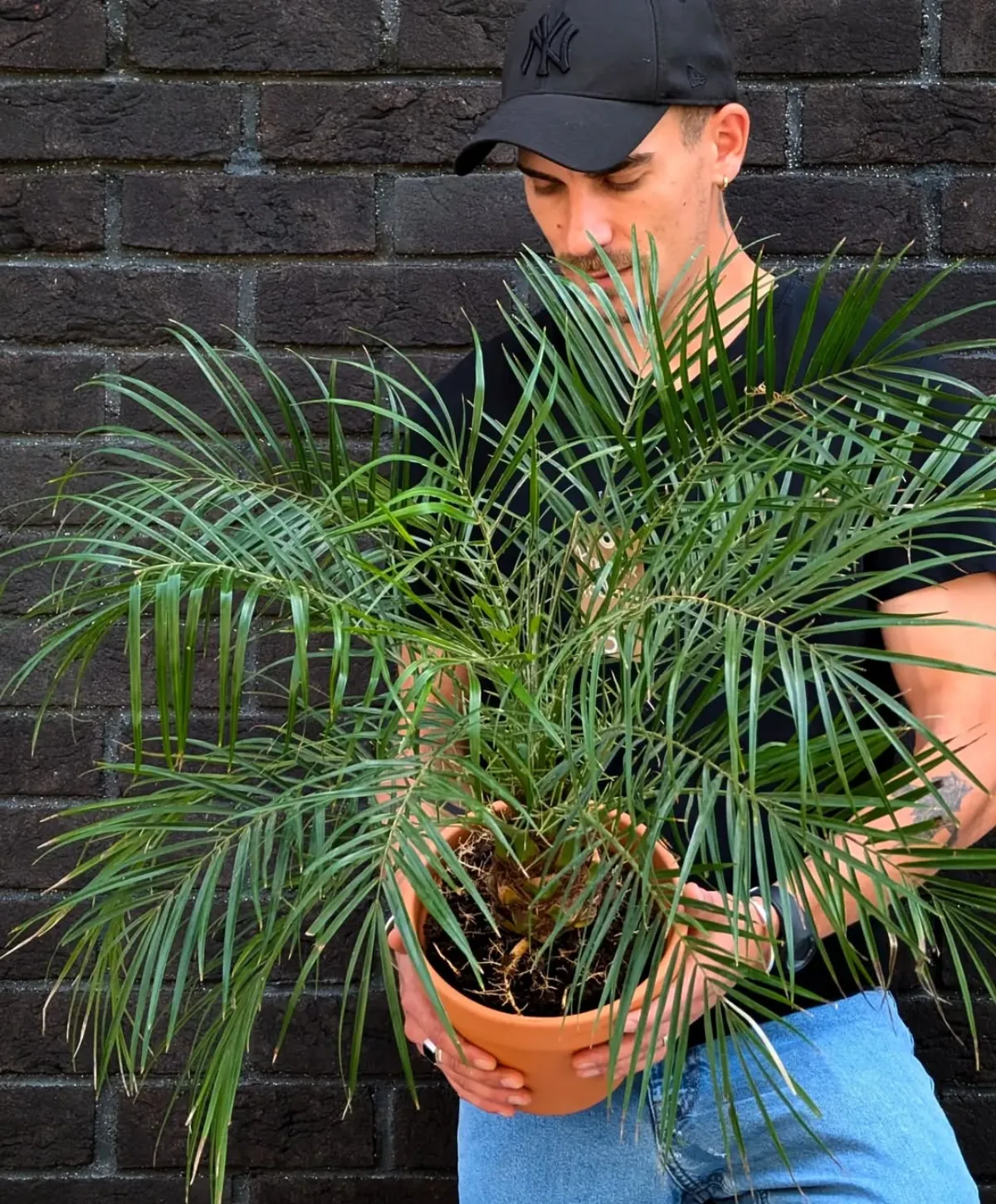 grüne zimmerpflanzen palme phoenix palmenart