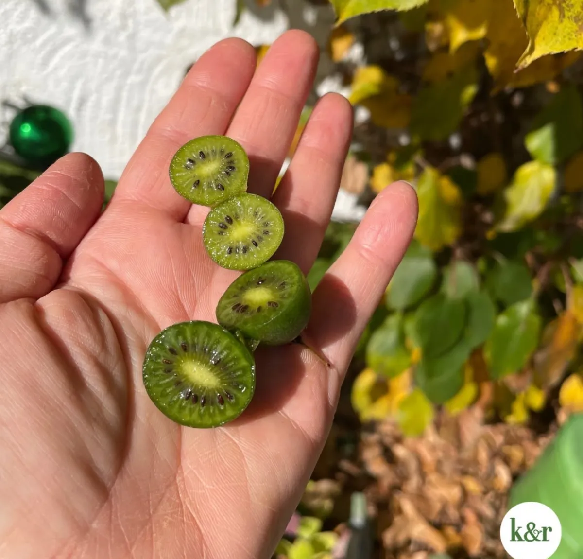 halbierte mini kiwi früchte größe in hand