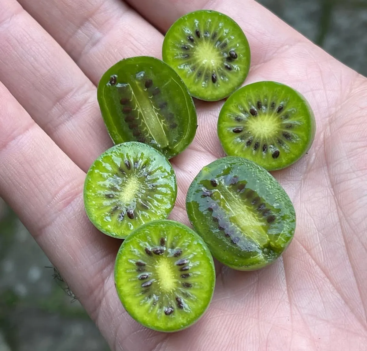 halbierte mini kiwis in hand leckere früchte