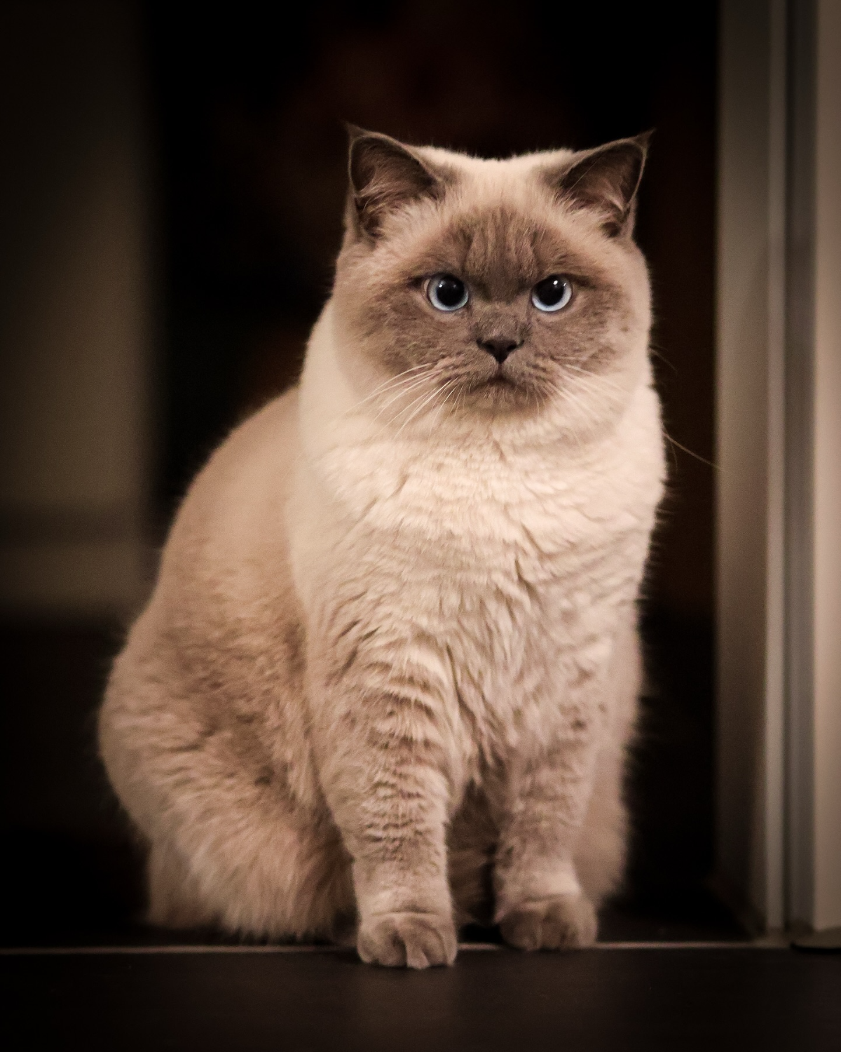 hypoallergene katze mit blauen augen