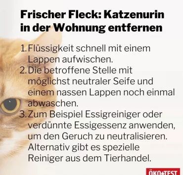 katzenurin in wohnung entfernen frischer fleck