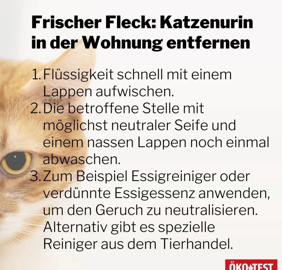 katzenurin in wohnung entfernen frischer fleck