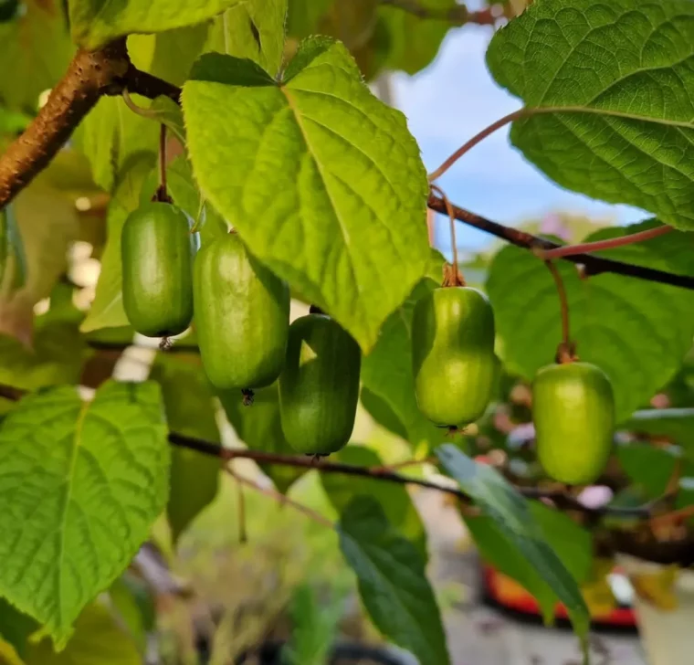 mini kiwi vitaminreichte früchte dekorativer hingucker im garten