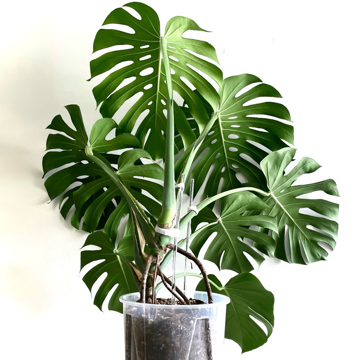 monstera deliciosa im badezimmer