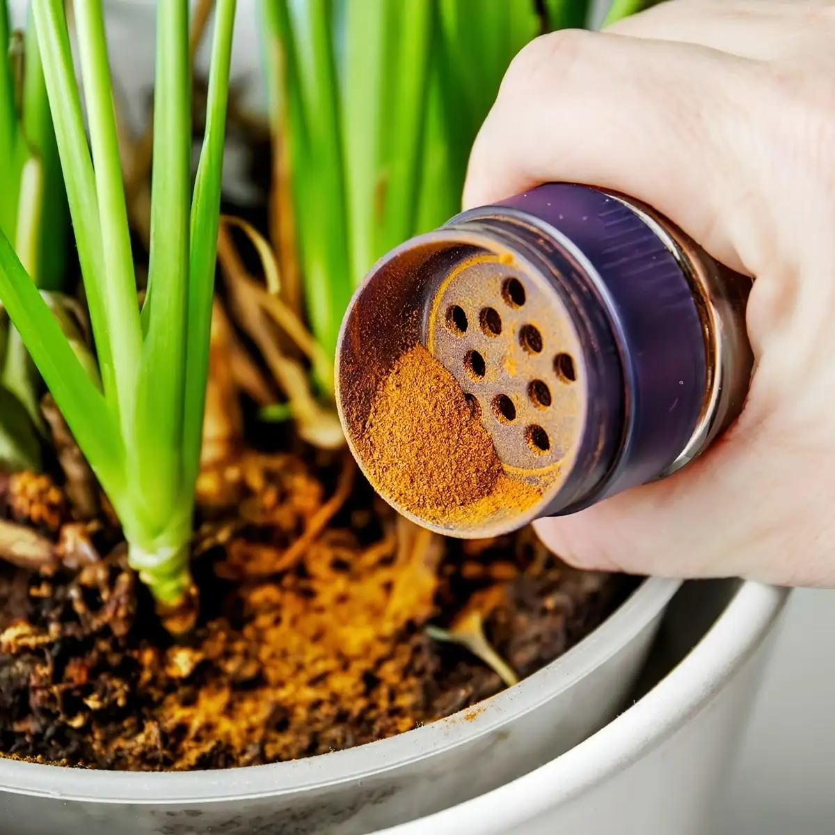 natuerliche mittel gegen schimmel auf der blumenerde zimt gardeningknowhow