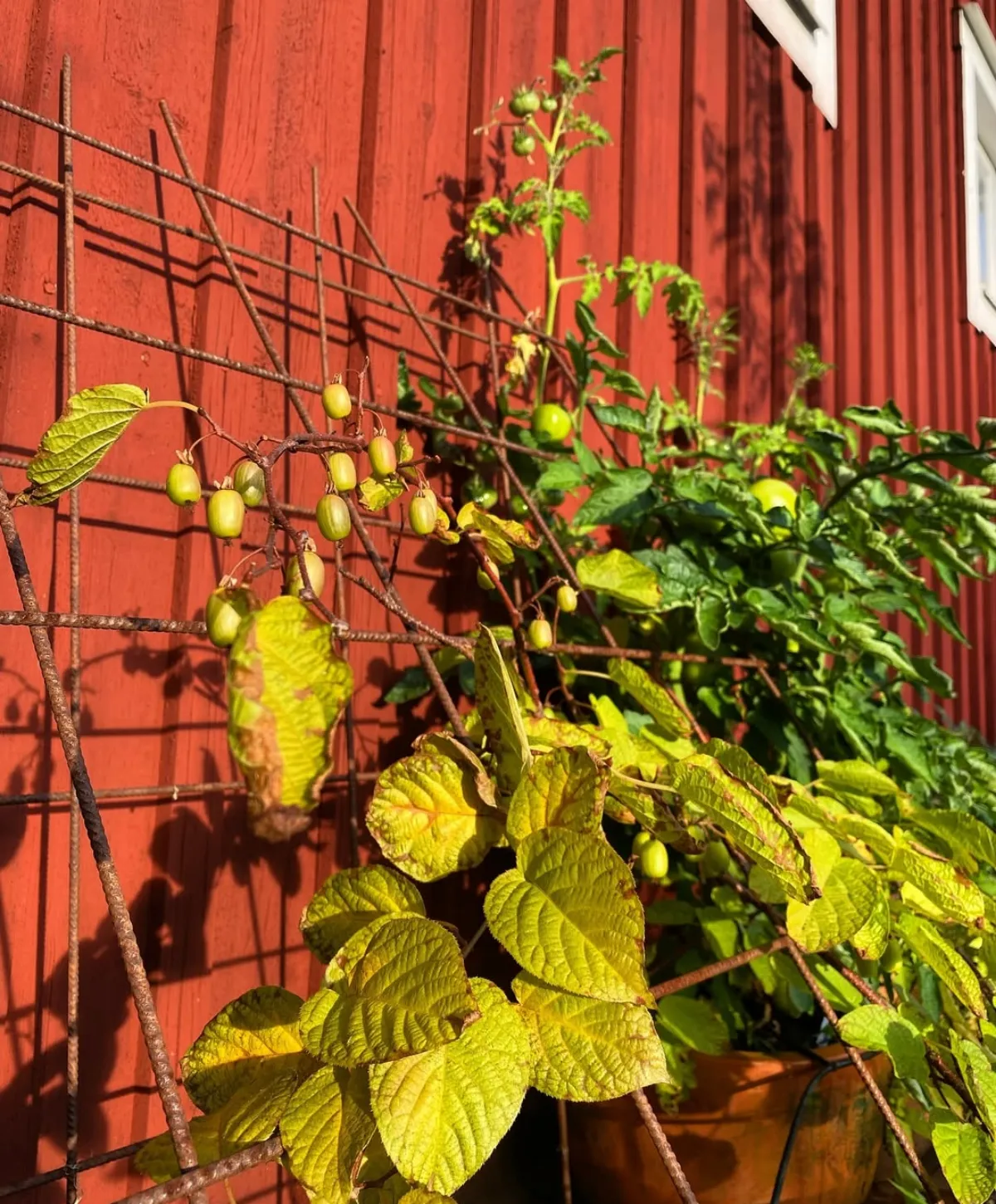 passende rankhilfe für mini kiwis spalier