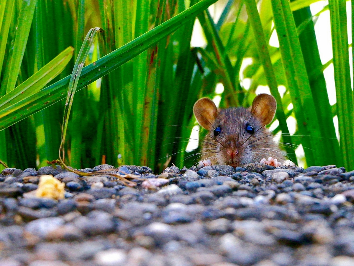 ratten im garten verstecktes nageltier im gras