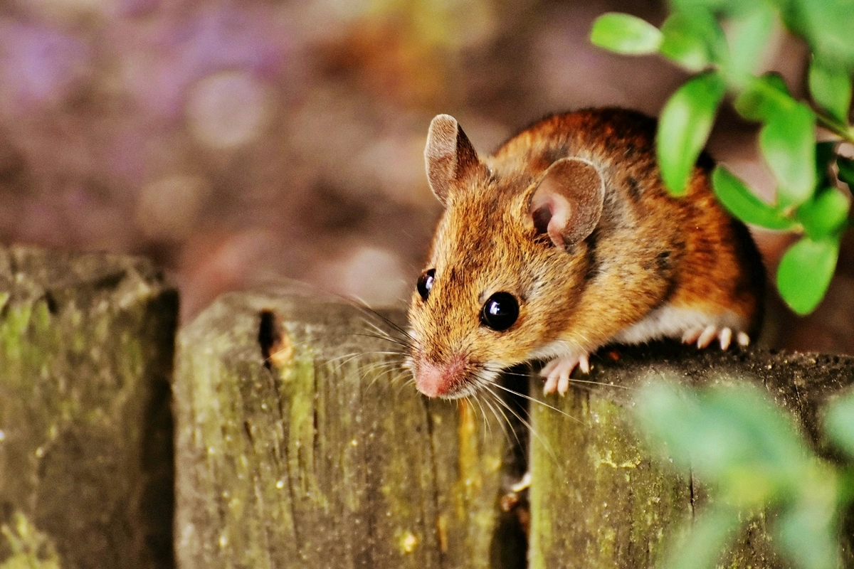 ratten im haus und garten bekampfungstipps